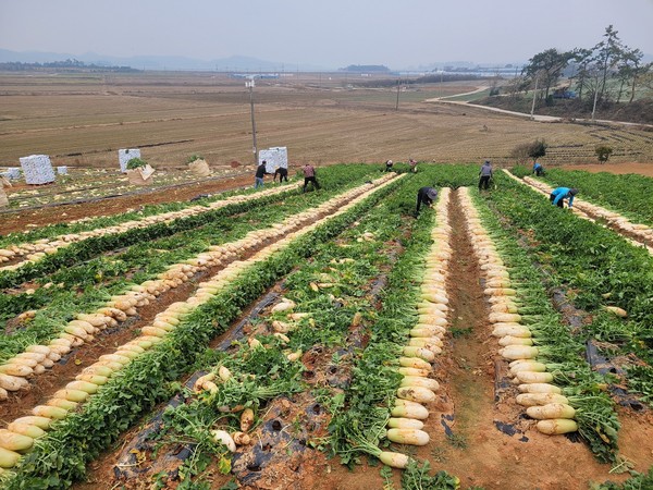 무안 포전에서 수매비축을 위한 무 수확 현장.  /한국농수산식품유통공사 제공