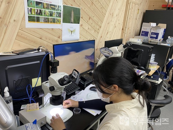 함평군이 명품 딸기 생산을 위해 오는 19일부터 내달 17일까지 딸기 재배 농가를 대상으로 '꽃눈분화 현미경 검사 서비스'를 운영한다고 밝혔다. /함평군 제공.