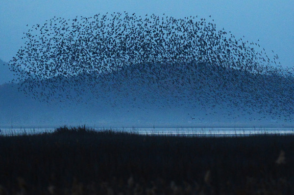 순천만에서 수만 마리의 가창오리가 갯벌 위를 날며 군무를 펼치고 있다. /뉴시스