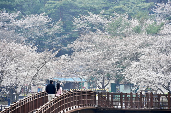 담양군 추월산과 용마루길 입구에 활짝 핀 벚꽃을 보며 방문객들이 봄 정취를 만끽하고 있다.                                                           /담양군 제공