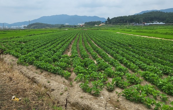 해남 황산면 연호들녘에서 재배하고 있는 논콩.			       /전남도 제공