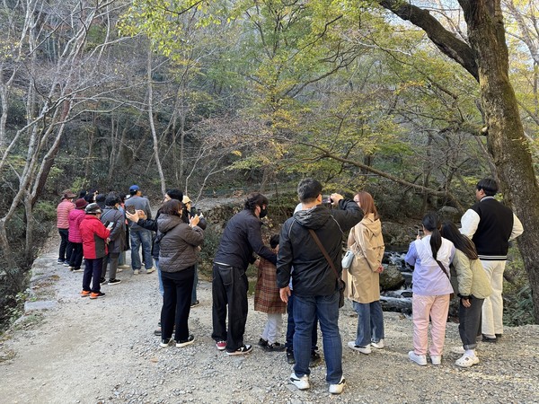 순천시티투어 가을빛투어 참여자들이 승선교 옆 숲길과 계곡에서 사진을 찍고 있다.                                                                                                           /순천시 제공