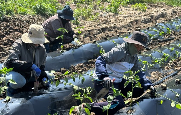 공공형 계절근로 지원사업- 고추모종 식재. /전남도 제공